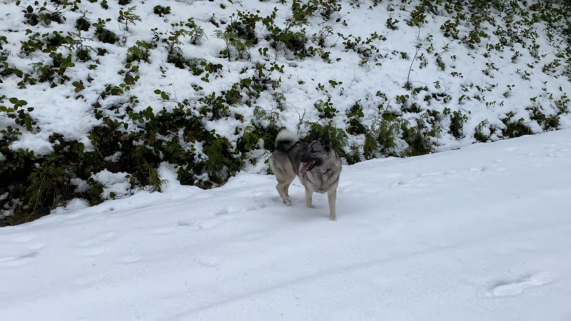 Norwegian Elkhound