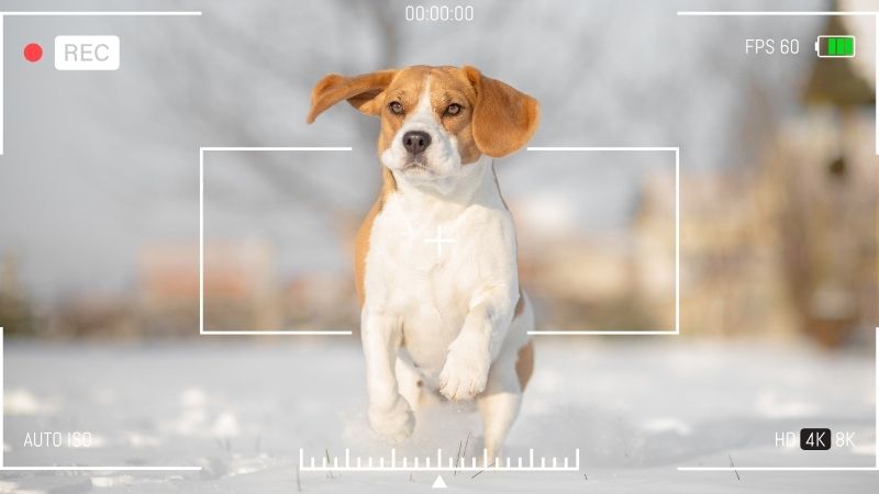 Physical And Visual Traits Of A Beagle