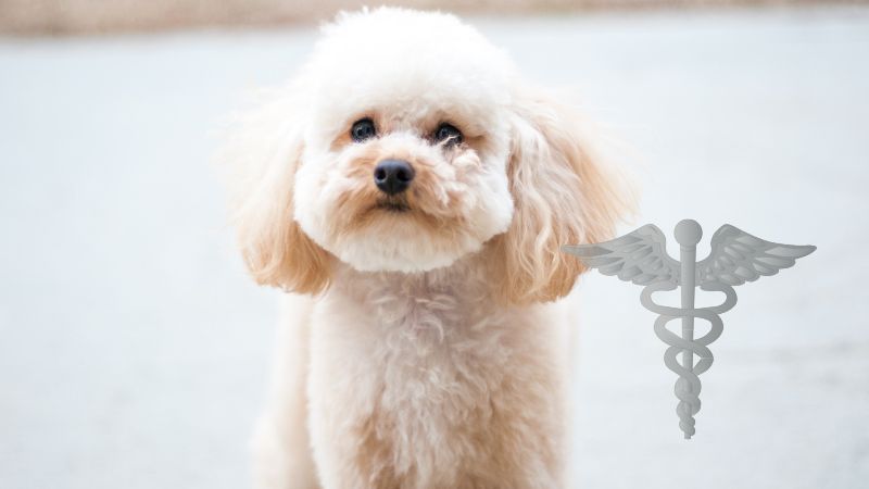 Poodles And Their Contribution To Medical Science
