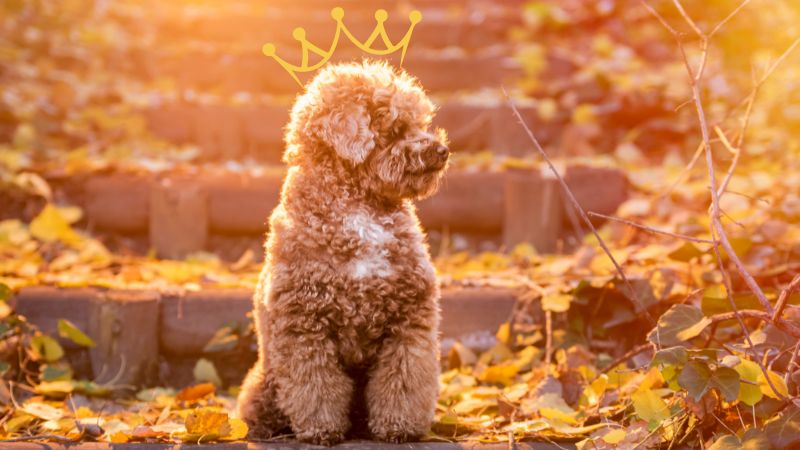 Poodles In Royal Families