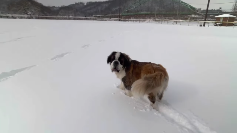 Saint Bernard