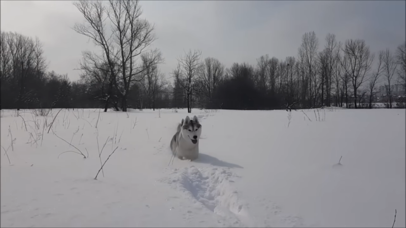 Siberian Husky