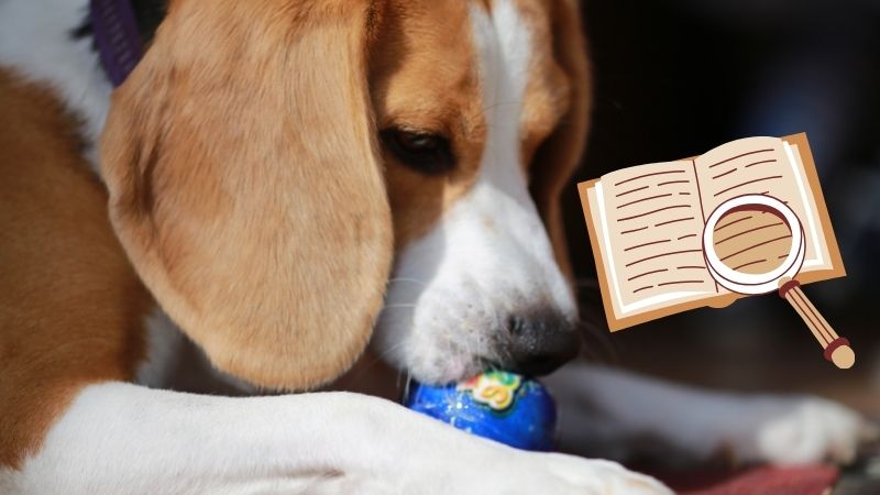 The Origin and Pedigree Of Beagles