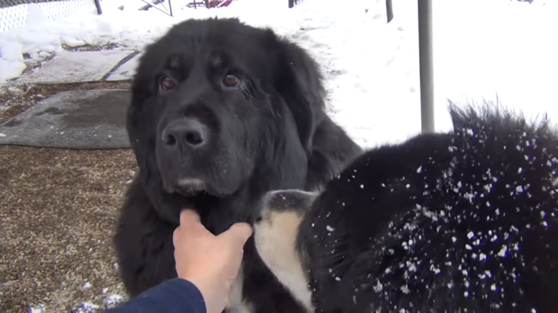 Tibetan Mastiff